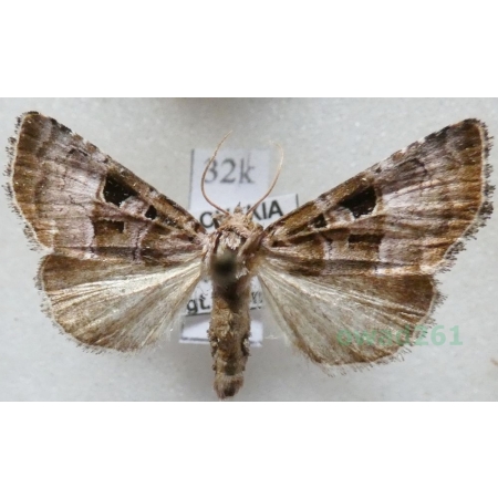 Eucarta amethystina (Hübner, 1803) Slovakia32k